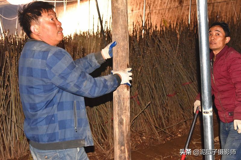 山西農(nóng)民大棚里種香椿，9分地種植70000苗，28元1斤，收入保密