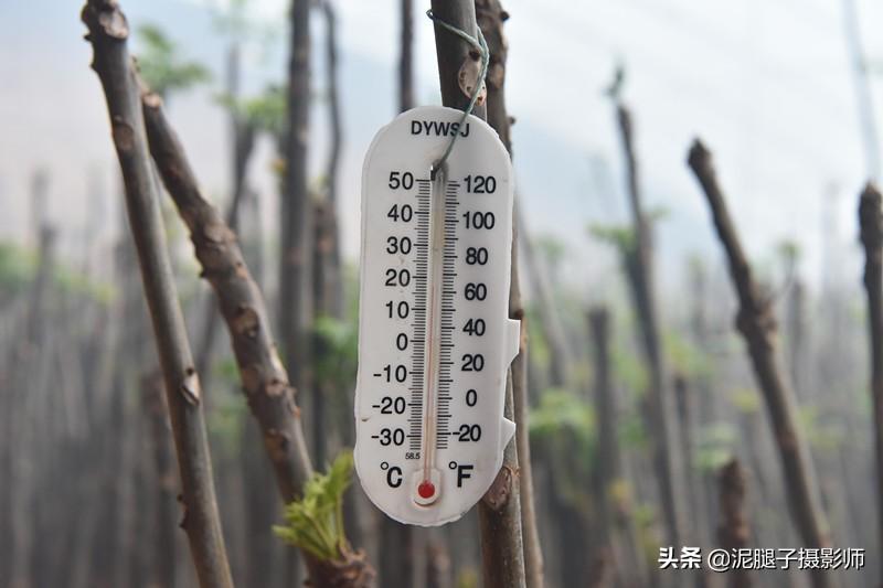 山西農(nóng)民大棚里種香椿，9分地種植70000苗，28元1斤，收入保密