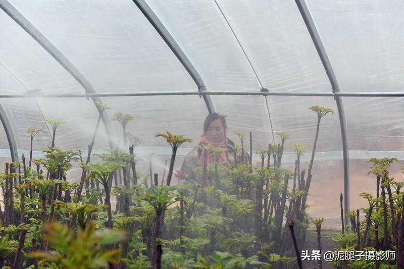 山西農(nóng)民大棚里種香椿，9分地種植70000苗，28元1斤，收入保密