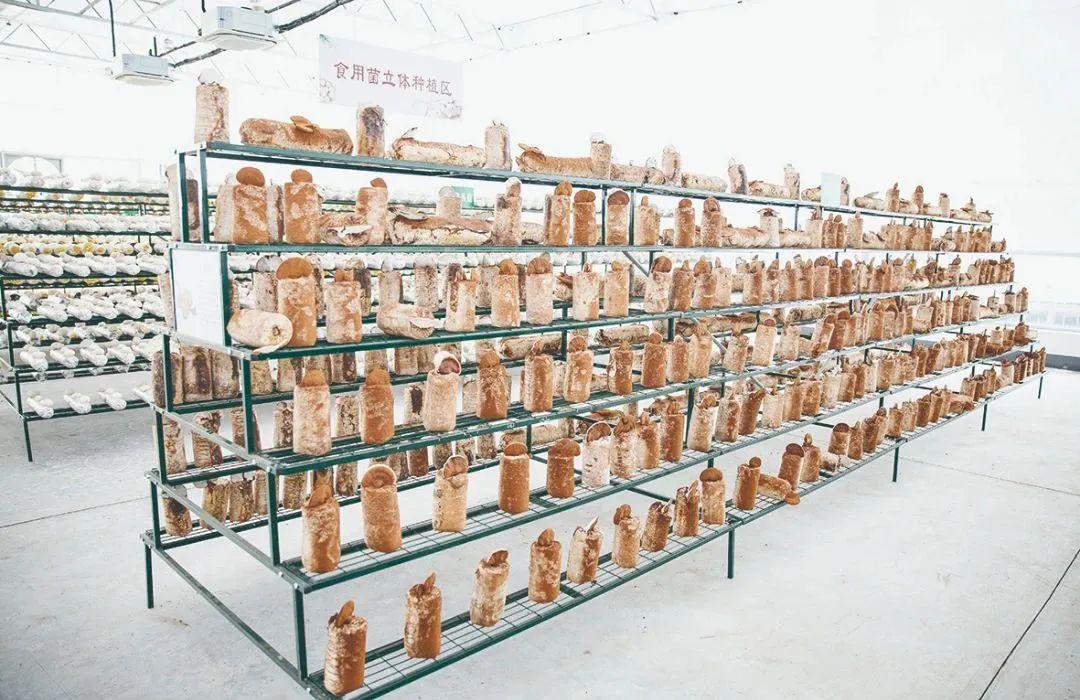 1-3.皖東綜合試驗站-食用菌立體種植區(qū).jpg