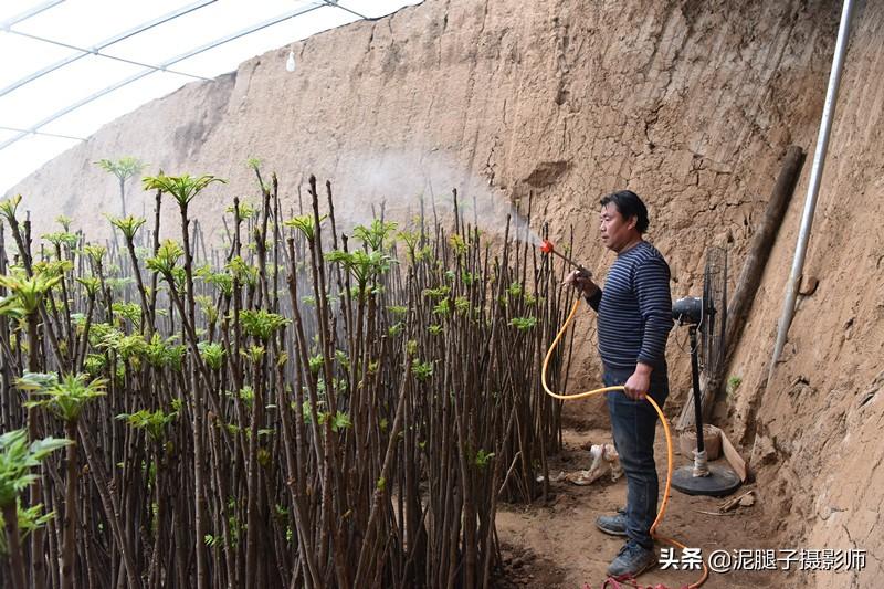 山西農(nóng)民大棚里種香椿，9分地種植70000苗，28元1斤，收入保密