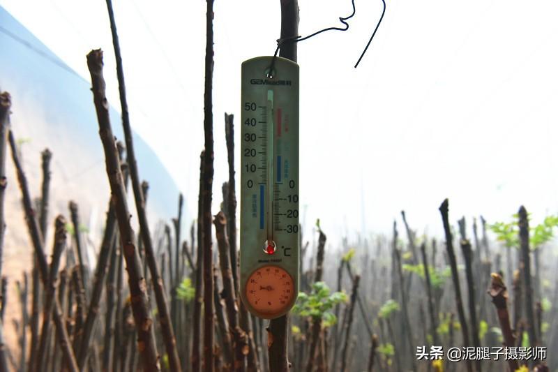 山西農(nóng)民大棚里種香椿，9分地種植70000苗，28元1斤，收入保密