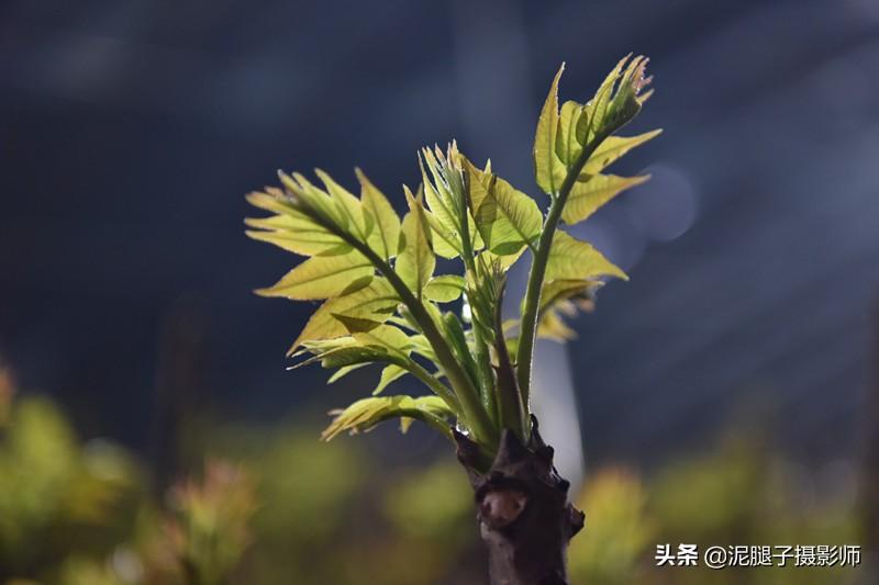 山西農(nóng)民大棚里種香椿，9分地種植70000苗，28元1斤，收入保密