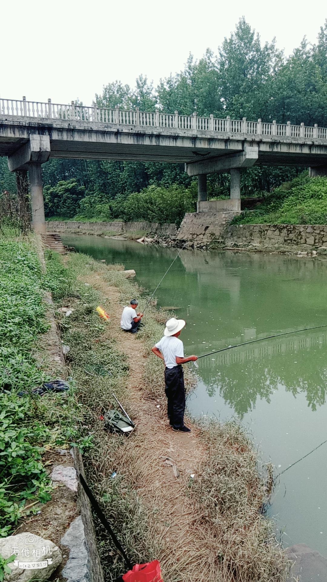 湖北宜都枝城赤溪河，長(zhǎng)在河邊的抗癌藥草