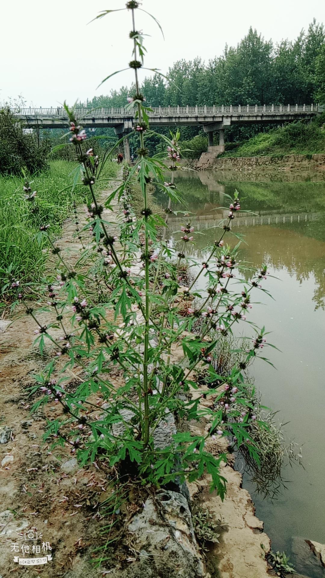 湖北宜都枝城赤溪河，長(zhǎng)在河邊的抗癌藥草