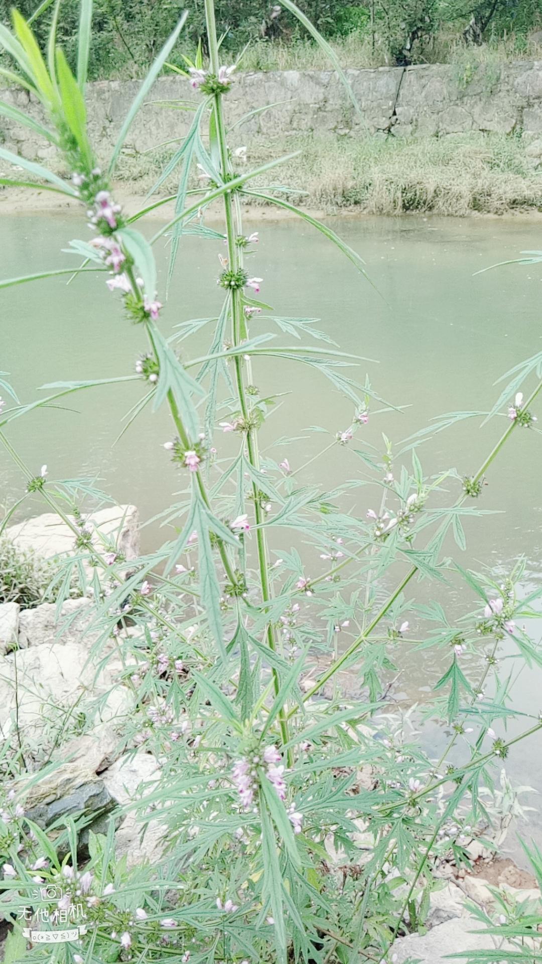 湖北宜都枝城赤溪河，長(zhǎng)在河邊的抗癌藥草