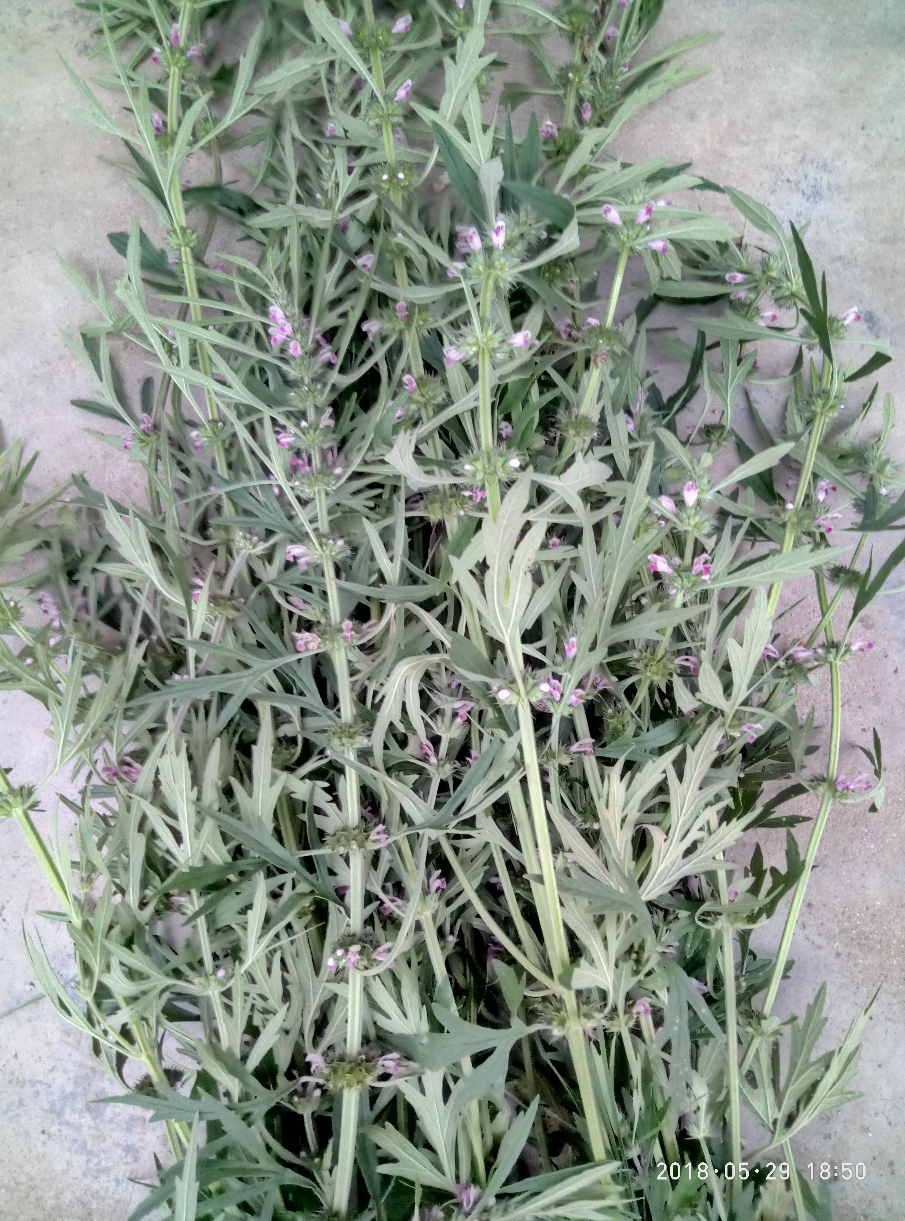 湖北宜都枝城赤溪河，長(zhǎng)在河邊的抗癌藥草