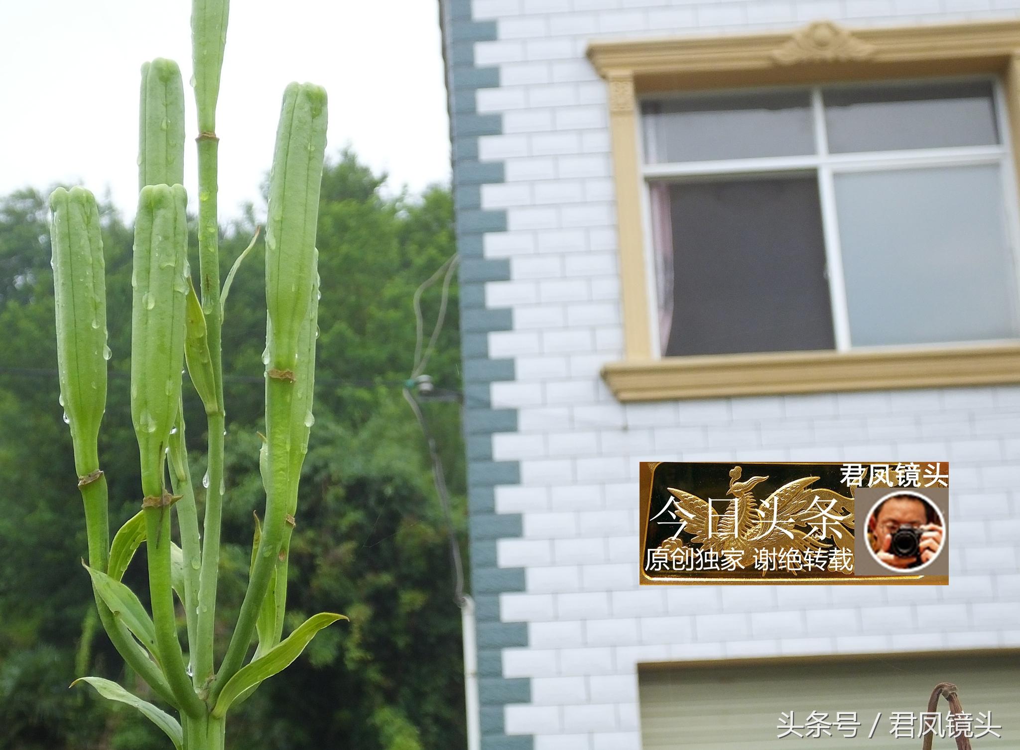 湖北宜昌：農(nóng)民種植在庭院里的百合，為何莢果種子不一樣？