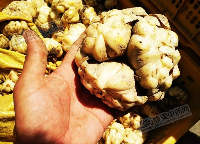 龍牙百合產(chǎn)新開始，湖南當(dāng)?shù)剞r(nóng)戶迎來了采挖熱潮