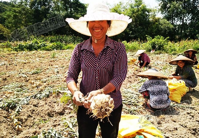 龍牙百合產(chǎn)新開始，湖南當(dāng)?shù)剞r(nóng)戶迎來了采挖熱潮