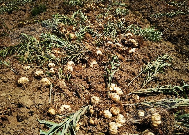 龍牙百合產(chǎn)新開始，湖南當(dāng)?shù)剞r(nóng)戶迎來了采挖熱潮