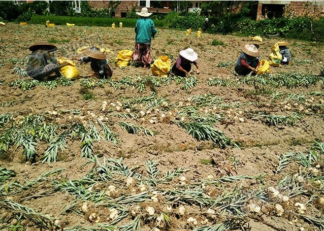 龍牙百合產(chǎn)新開始，湖南當(dāng)?shù)剞r(nóng)戶迎來了采挖熱潮