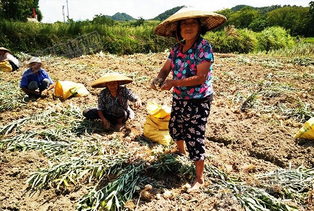 龍牙百合產(chǎn)新開始，湖南當(dāng)?shù)剞r(nóng)戶迎來了采挖熱潮