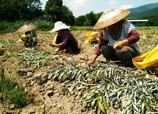 龍牙百合產(chǎn)新開始，湖南當(dāng)?shù)剞r(nóng)戶迎來了采挖熱潮