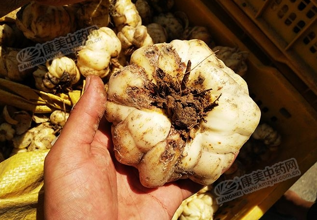 龍牙百合產(chǎn)新開始，湖南當(dāng)?shù)剞r(nóng)戶迎來了采挖熱潮