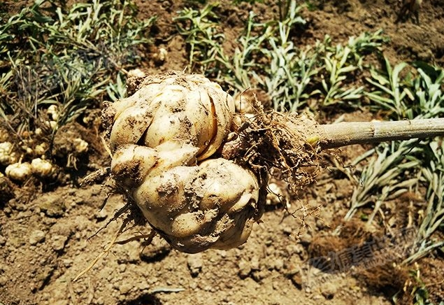 龍牙百合產(chǎn)新開始，湖南當(dāng)?shù)剞r(nóng)戶迎來了采挖熱潮