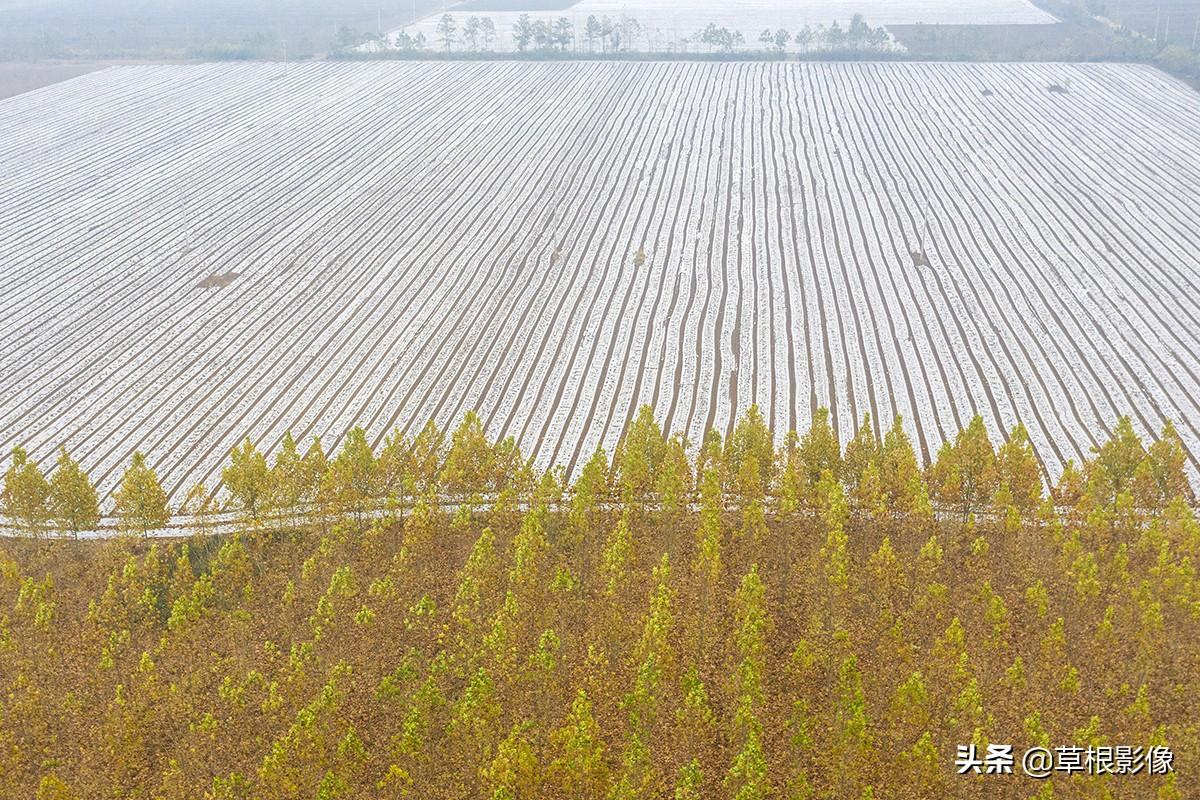 江蘇人到安徽種藥材，年盈利300多萬：有人聽起來像笑話