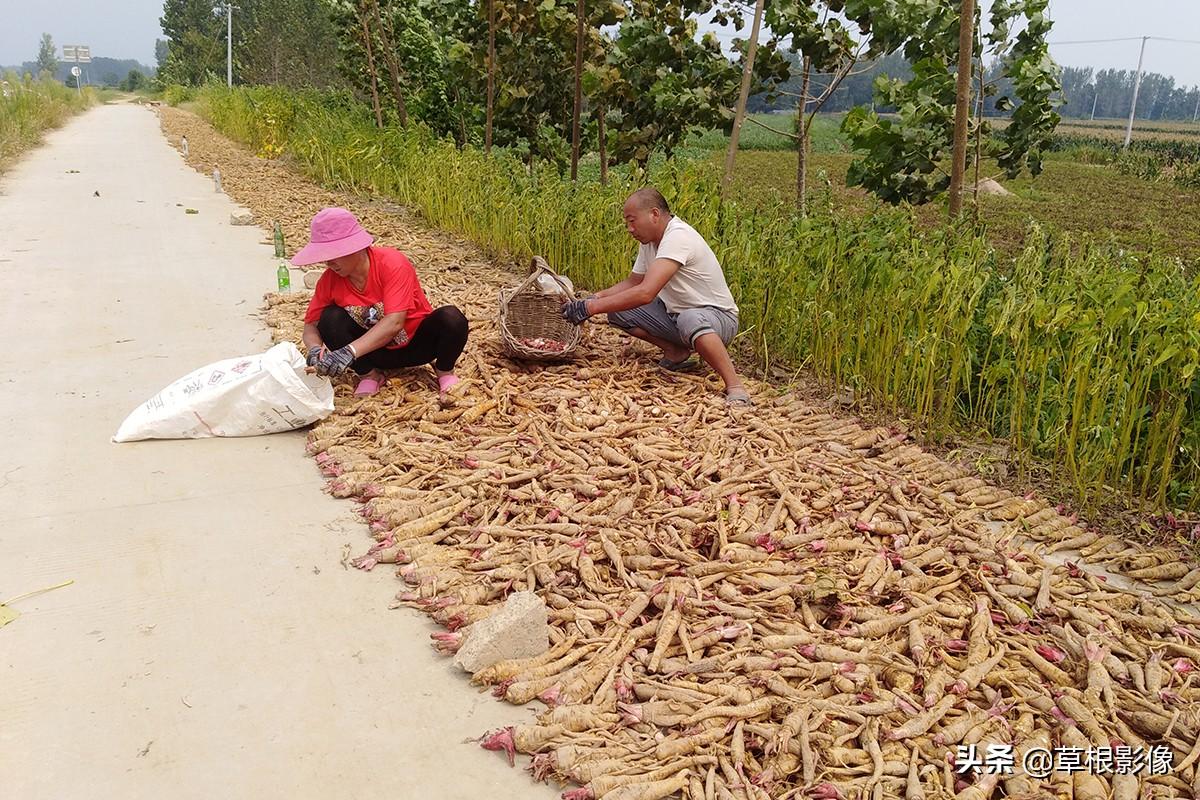 江蘇人到安徽種藥材，年盈利300多萬：有人聽起來像笑話
