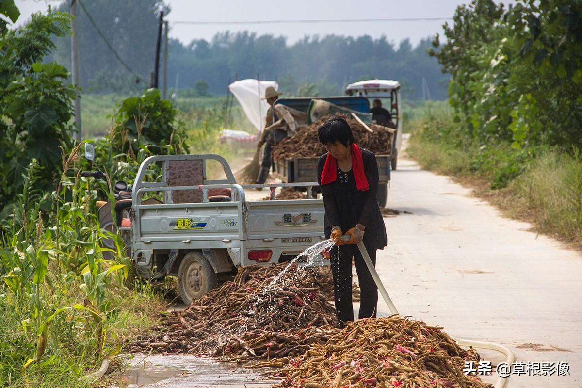江蘇人到安徽種藥材，年盈利300多萬：有人聽起來像笑話