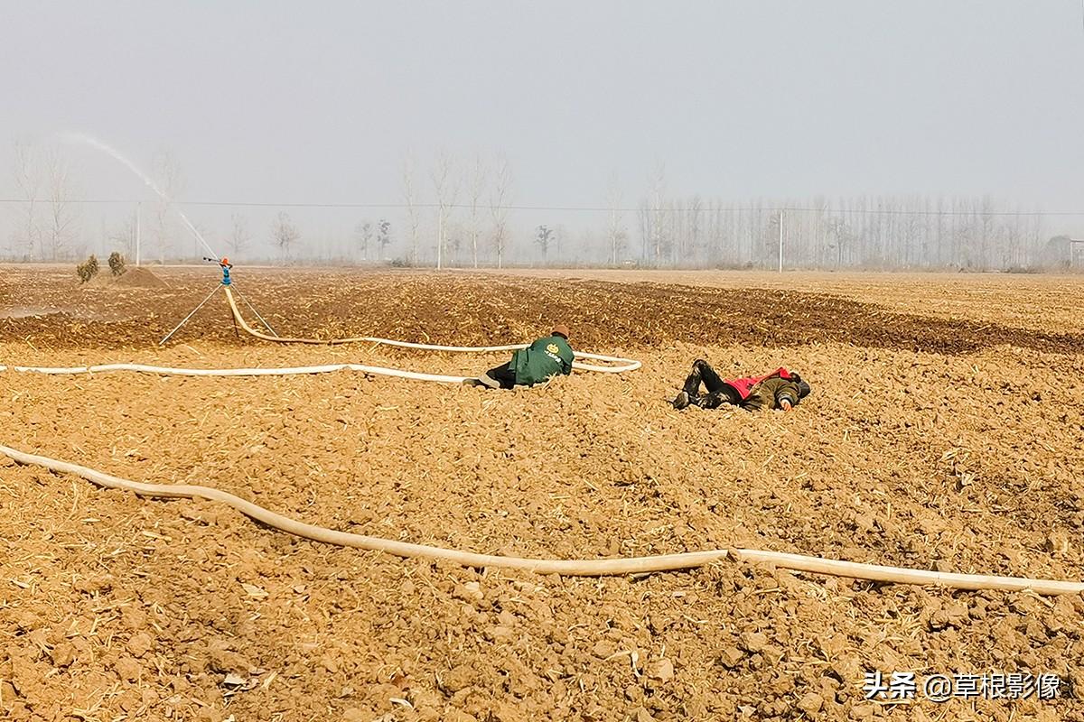 江蘇人到安徽種藥材，年盈利300多萬：有人聽起來像笑話