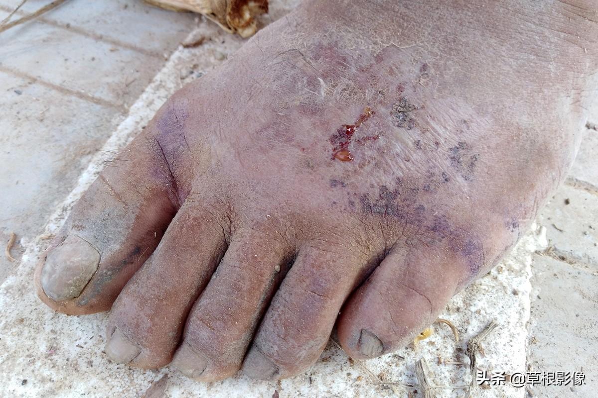 江蘇人到安徽種藥材，年盈利300多萬：有人聽起來像笑話